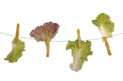 Lettuce on rope Stock Photos