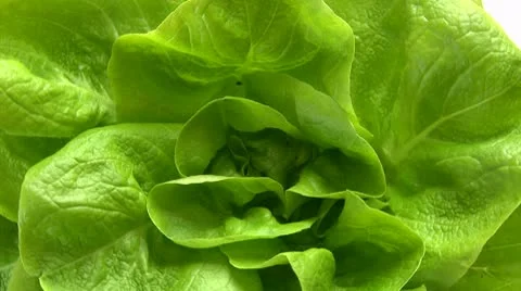 Lettuce, rotate Video stock 10730215