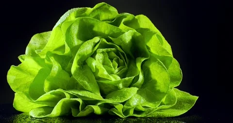 Lettuce. Roundshot circa 360 degrees. Stock Footage 221185091
