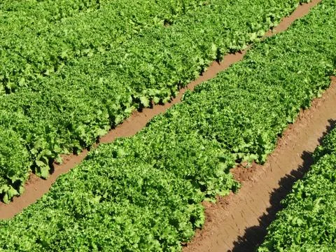 Lettuce rows Stock Photos