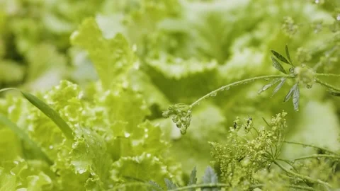 Lettuce salad on the flower bed close up. Fresh, green leaves of lettuce Stock Footage 201780198