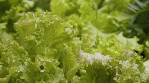 Lettuce salad on the flower bed close up. Fresh, green leaves of lettuce Stock Footage 201780297