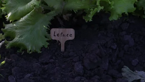 Lettuce salad leaf background. Stock Footage 134778403