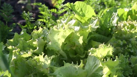 Lettuce salad leaf background. Lollo Rosso Salad. Stock Footage 134778399