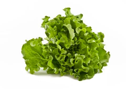Lettuce salad Stock Photos