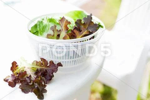 Lettuce salad in spinner Stock Photos