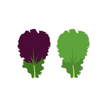Lettuce salad vector icon colored line EPS 10. Vegetable flat illustration. Stock Illustration