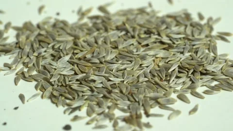 Lettuce Seed, Macro Shot Seed, Organic Lettuce Seed Stock Footage 153177984