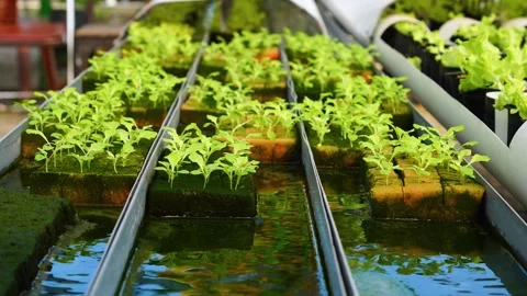 Lettuce Seedling Care in Nutrient Film Technique (NFT) Hydroponics Stock Footage 316880053