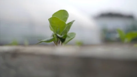 Lettuce seedling Stock Footage 126776412