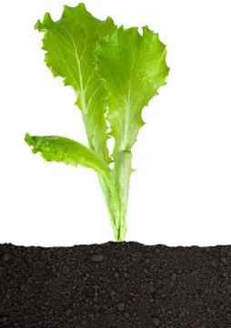 Lettuce seedling in soil Stock Photos