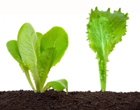 Lettuce seedling in soil Stock Photos