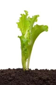 Lettuce seedling in soil Stock Photos