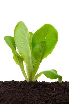 Lettuce seedling in soil Stock Photos