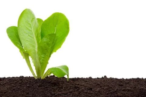 Lettuce seedling in soil Stock Photos