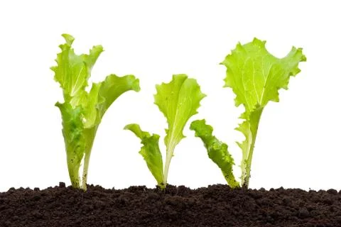 Lettuce seedling in soil Stock Photos