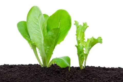 Lettuce seedling in soil Stock Photos