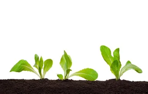 Lettuce seedling in soil Stock Photos