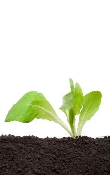 Lettuce seedling in soil Stock Photos