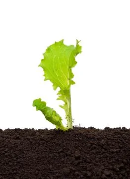 Lettuce seedling in soil Stock Photos