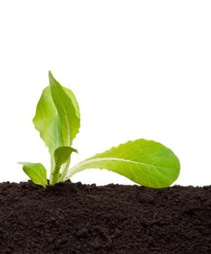 Lettuce seedling in soil Stock Photos