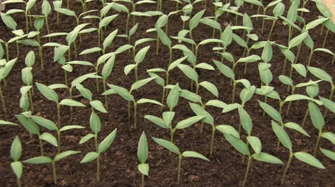 Lettuce seedlings In the crib Stock Footage 49850723