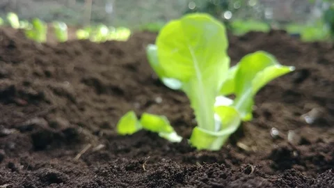 Lettuce seedlings Stock Footage 97020167