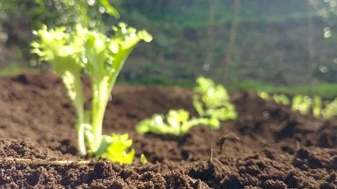 Lettuce seedlings Stock Footage 97020211