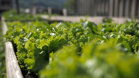 Lettuce seedlings Stock Footage 126776066