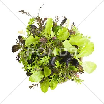 Lettuce seedlings Stock Photos