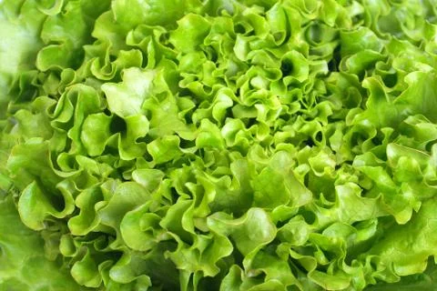 Lettuce seedlings Stock Photos