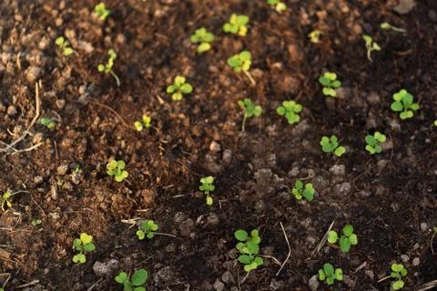 Lettuce seedlings Stock Photos
