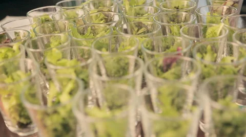 Lettuce in serving containers for catering Stock Footage 54456772