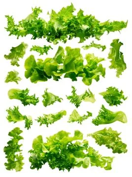 Lettuce set isolated Stock Photos