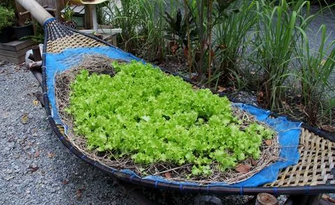 Lettuce in ship shape bamboo. Stock Photos