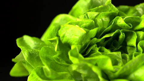 Lettuce shot in a studio Stock Footage 236345160