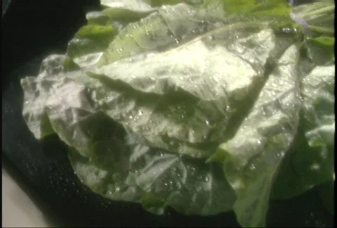 Lettuce Shots Stock-Footage 143744