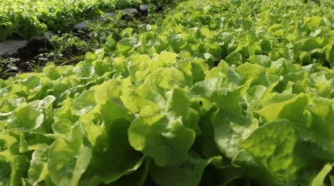 Lettuce slider dolly Video stock 51239076