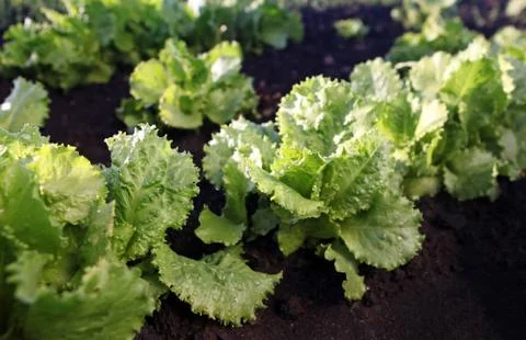 Lettuce on soil Stock Photos