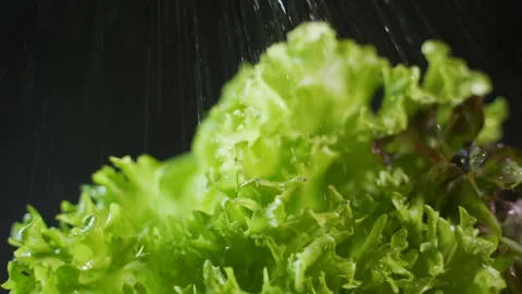 Lettuce sprayed with water from a spray bottle on a dark background closeup Stock Footage 103145417