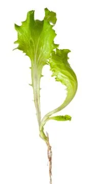 Lettuce sprout with root Stock Photos
