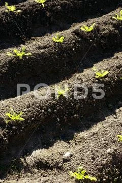 Lettuce sprouts field, green vegetable outbreaks Stock Photos