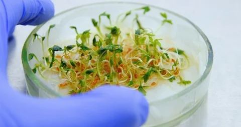 Lettuce sprouts in a petri dish Stock Footage 112711437