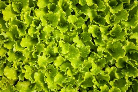 Lettuce sprouts Stock Photos