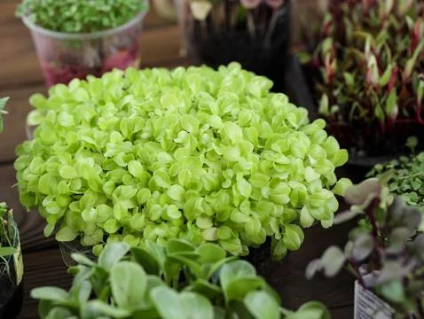Lettuce sprouts in a plastic container. Stock-Fotos