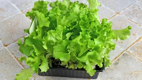 Lettuce stem to be replanted in a garden Stock Photos