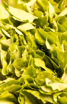 Lettuce texture Stock Photos