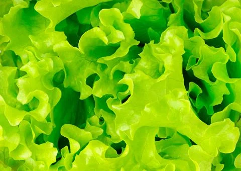 Lettuce texture