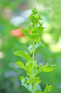 Lettuce tree Stock Photos