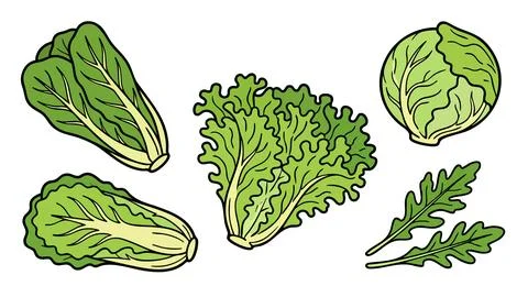 Lettuce Variety Icon Set with Leaf Romaine and Head Lettuce Vector Stock Illustration